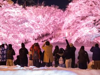 冬に咲くさくらライトアップ写真２