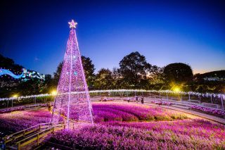 あしかがフラワーパーク「光の花の庭」の写真３