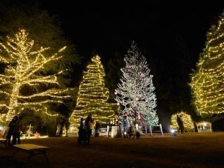 国営武蔵丘陵森林公園スターライトイルミネーション写真２