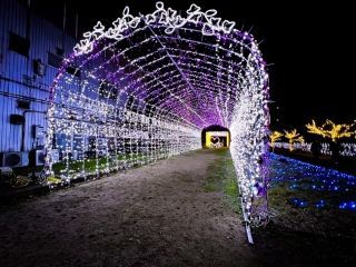 天理市光の祭典の写真３