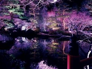 由志園 ライトアップイルミネーションの写真３