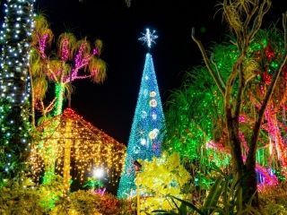 東南植物楽園「沖縄南国イルミネーション」写真２