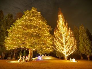 国営武蔵丘陵森林公園スターライトイルミネーション写真２