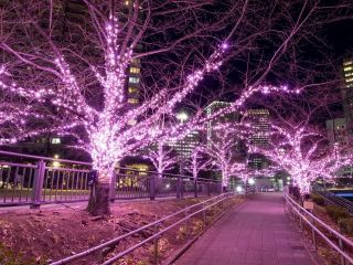 目黒川みんなのイルミネーション写真１