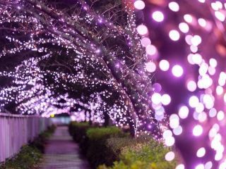 目黒川みんなのイルミネーションの写真３