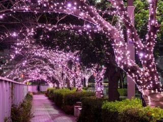 目黒川みんなのイルミネーションの写真４