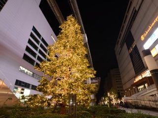 たちかわイルミネーションの写真４