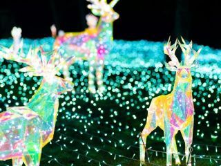 Wonder Night Hill （堺・緑のミュージアム ハーベストの丘）写真１