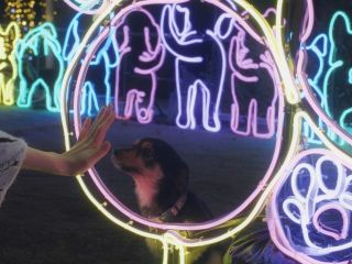 神戸イルミナージュの写真4