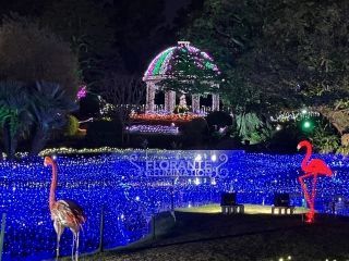 フローランテ宮崎 イルミネーション・フラワーガーデン写真１