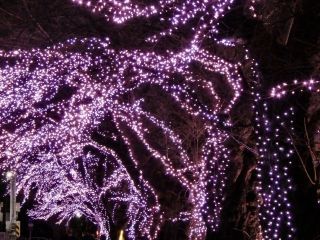 おおがわら桜イルミネーションの写真３