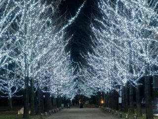 学びの森プロムナードイルミネーション写真1