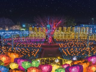 あしかがフラワーパーク「光の花の庭」の写真３