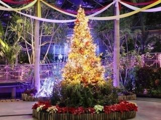 フラワーイルミネーションinとっとり花回廊写真2