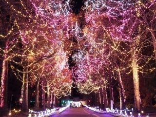 フラワーイルミネーションinとっとり花回廊の写真3