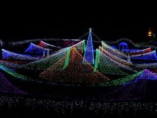 クリスマスファンタジーナイト in かのやばら園の写真４