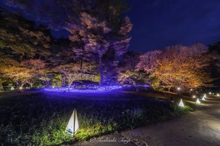 国営武蔵丘陵森林公園 紅葉見ナイト～光と森のStory第2章写真２