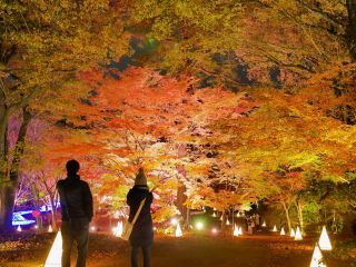 国営武蔵丘陵森林公園 紅葉見ナイト～光と森のStory第2章の写真３