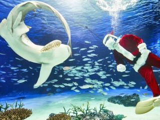 サンシャイン水族館のクリスマス写真１