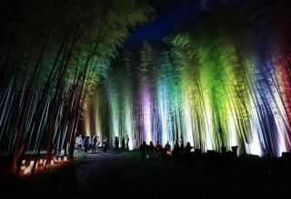 若竹の杜 若山農場 Bamboo Winter Lights写真２