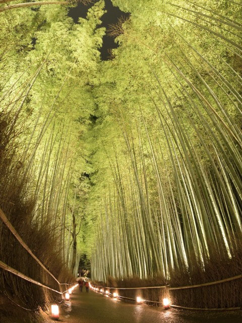 京都 嵐山花灯路 19 イルミネーション特集