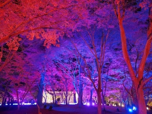 国営武蔵丘陵森林公園スターライトイルミネーション イルミネーション特集
