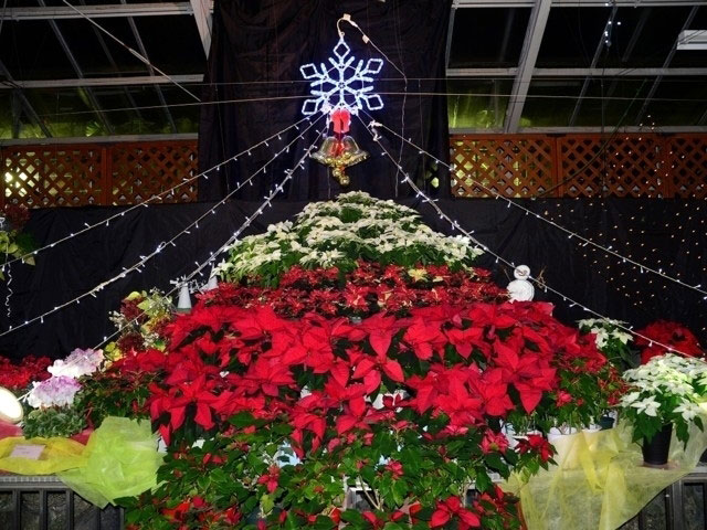 広島市植物公園 花と光のページェント クリスマス夜間開園 イルミネーション特集