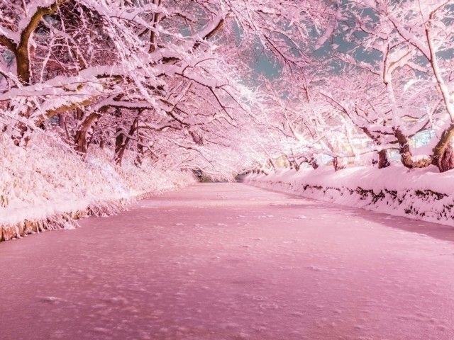 冬に咲くさくらライトアップ イルミネーション特集