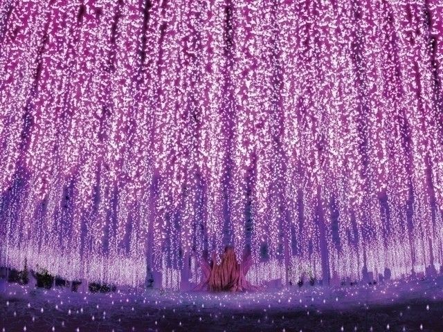 あしかがフラワーパーク「光の花の庭」