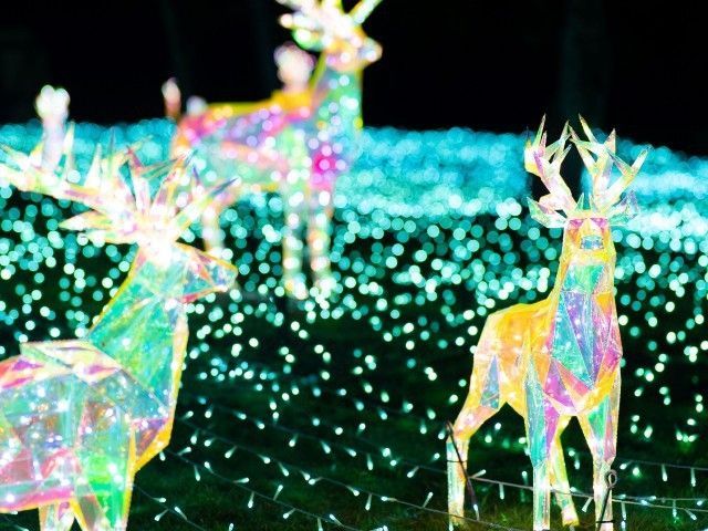 Wonder Night Hill （堺・緑のミュージアム ハーベストの丘）