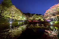 六甲高山植物園 夜の紅葉散策 10月19日(金)～11月11日(日)開催