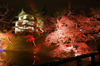 弘前城 菊と紅葉まつり2018 開催！約2,600本の桜を紅葉ライトアップ！