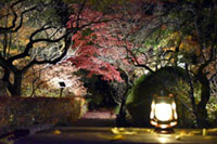 京王百草園「紅葉(もみじ)まつり」2018年11月10日から開催
