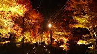 叡山電鉄「もみじのトンネル」二ノ瀬駅・貴船口駅の紅葉ライトアップを色づきに合わせて12/1まで延長することが決定!
