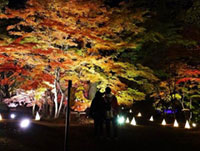 国営武蔵丘陵森林公園 カエデ園ライトアップ！「紅葉見ナイト2018」開催。