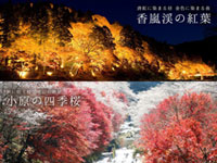 香嵐渓もみじまつり、小原四季桜まつりが11月30日まで開催