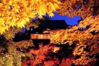 旧斎藤家別邸、北方文化博物館など新潟市内の紅葉名所でライトアップ実施。