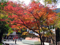 高尾山 清滝駅付近の紅葉色づきが、見ごろを迎えました！（2018年11月13日時点）