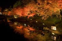 感動と驚きの情景！なばなの里の秋は紅葉の自然美とイルミネーションの輝きの競演！