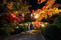 新潟・弥彦公園もみじ谷などが秋の絶景ライトアップ開催！越後三大紅葉ライトアップ・スタンプラリー 2019も実施
