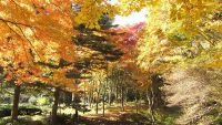 六甲高山植物園 赤・黄・橙の色の共演 「紅葉」が見頃に(2019年10月31日時点)