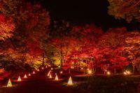 国営武蔵丘陵森林公園「紅葉見ナイト」11/9から開催！首都圏では珍しい約20種類・500本のカエデライトアップ＆イルミネーション