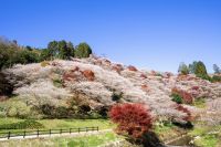 愛知県豊田市で秋に咲く桜と日本屈指の紅葉を堪能しよう!「小原四季桜まつり」「香嵐渓もみじまつり」2019開催！