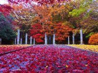 写真に収めたい人必見!メタセコイア林や池に映る紅葉など生田緑地のおすすめ撮影スポット
