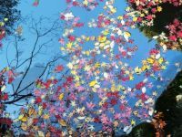 イロハモミジ、ドウダンツツジなどが色づく！東高根森林公園で秋の景色を撮影しよう！