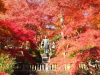 鮮やかな紅葉と青竹キャンドルでライトアップ!埼玉「東郷公園もみじまつり」2019開催!