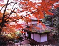 横浜・三溪園で日本の秋を見つける。紅葉の古建築12月8日まで公開。
