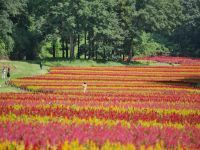 約50万本の「羽毛ゲイトウ」の花畑が見頃を迎えます！（国営武蔵丘陵森林公園）