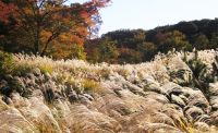 マイクロツーリズム注目の今、東京の里山・狭山丘陵の魅力を旅して体験！公園内のススキやイロハモミジがまもなく見頃を迎えます（都立狭山公園）