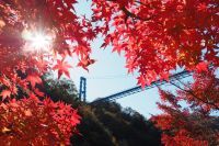 茨城県の紅葉名所 紅葉情報